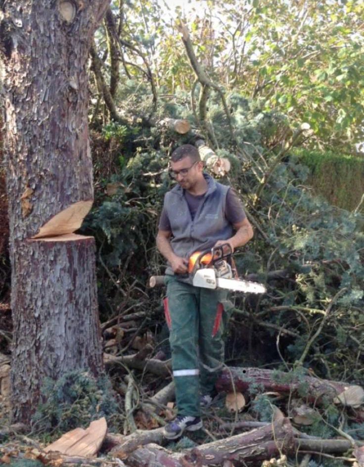 coupe d'un arbre